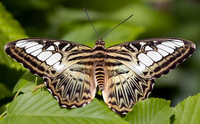 Glande thyroïde, source https://pixabay.com 
