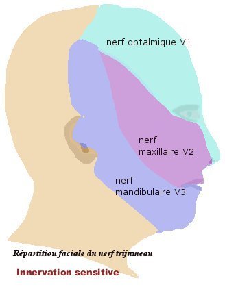 névralgie du trijumeau, source https://fr.wikipedia.org/wiki/N%C3%A9vralgie_du_trijumeau#/media/Fichier:Trijumeauface.jpg